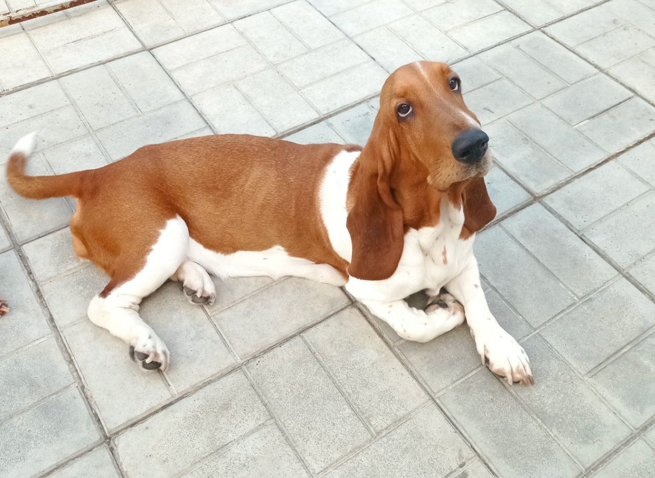 Бассет-хаунд