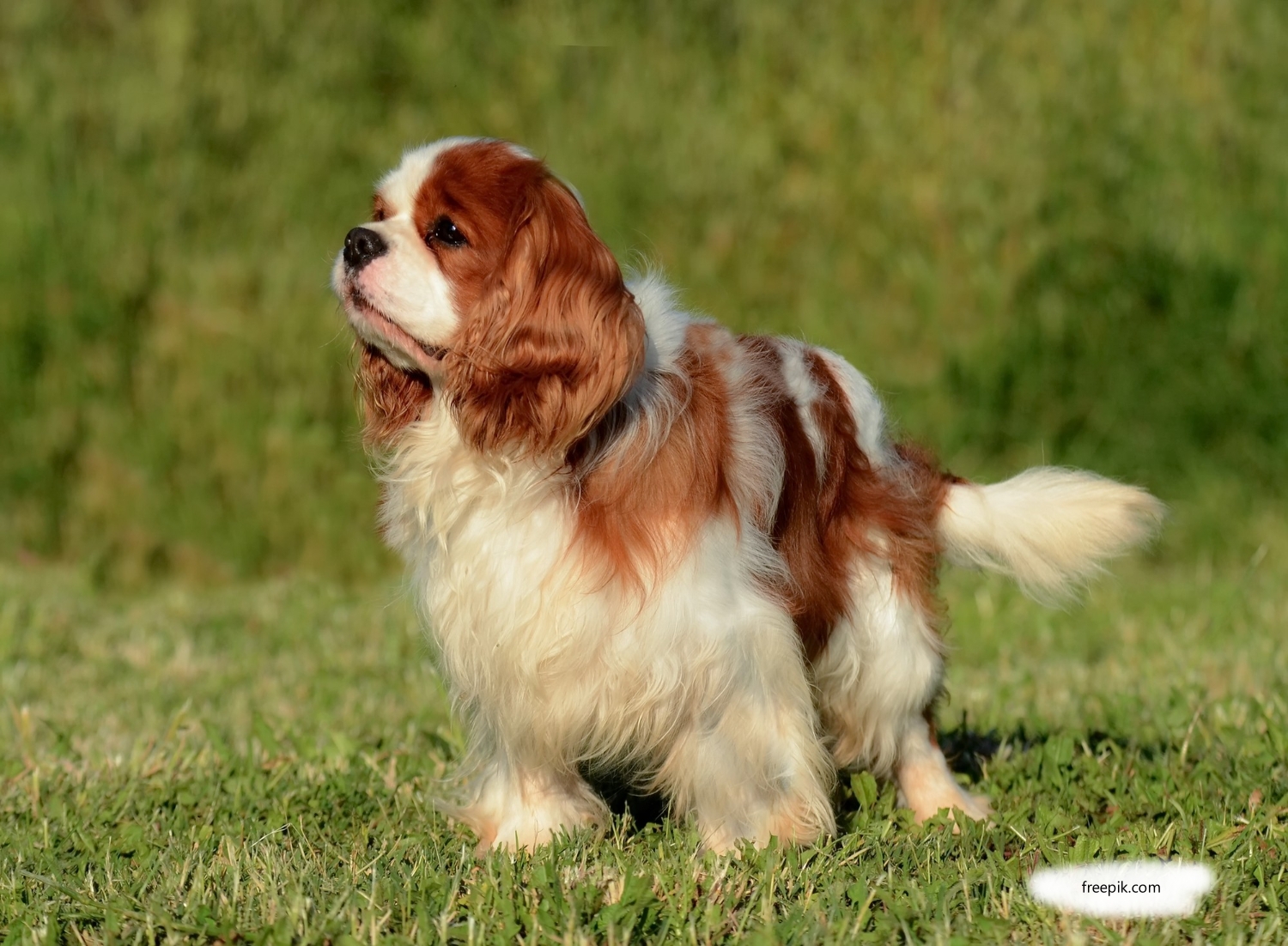 Кавалер-кинг-чарльз-спаниель
