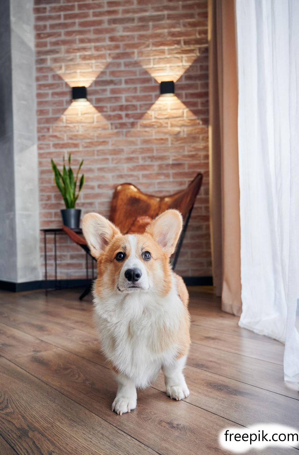 Вельш-корги