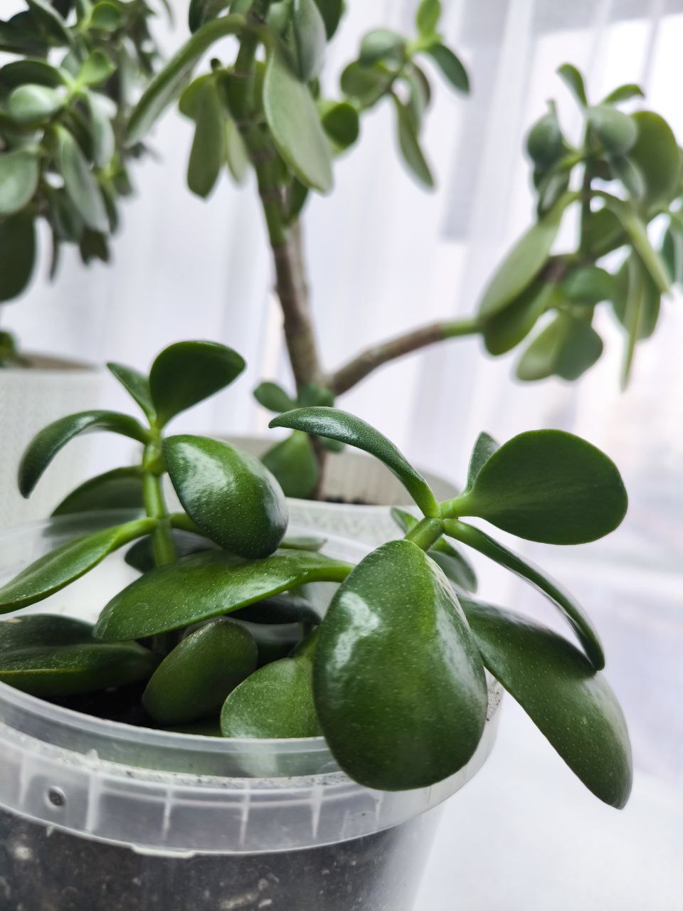 Крассула (Толстянка)