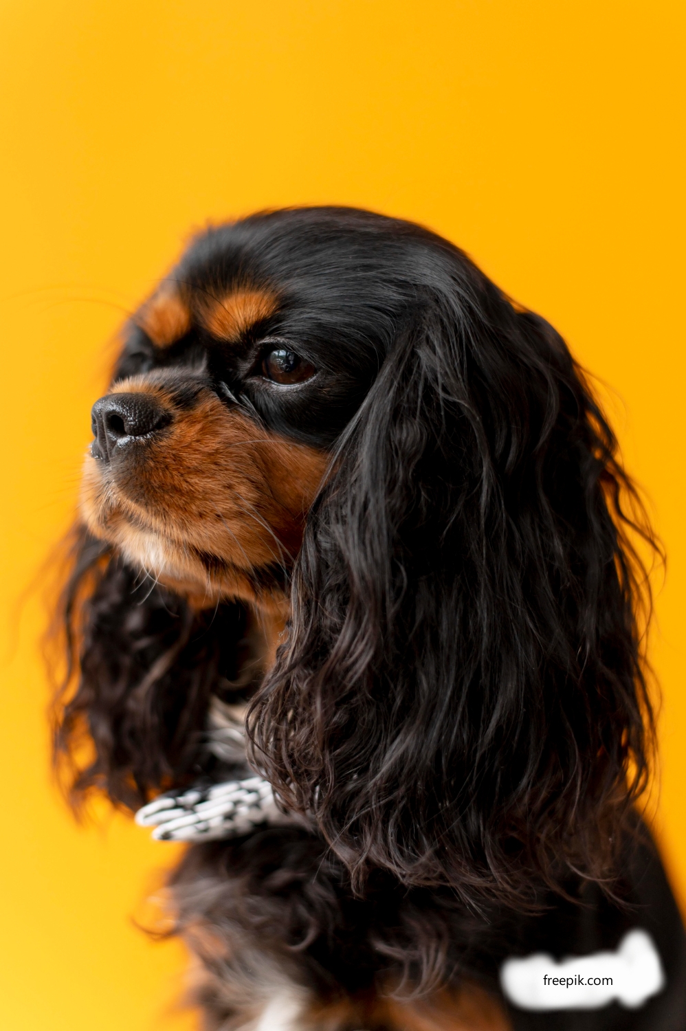 Английский той-спаниель