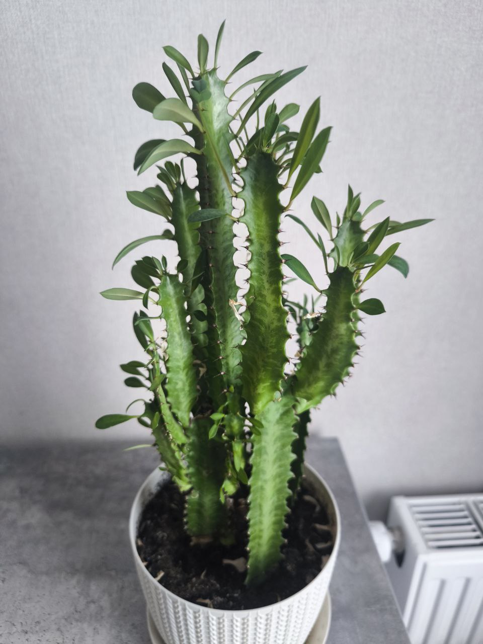 Молочай треугольный