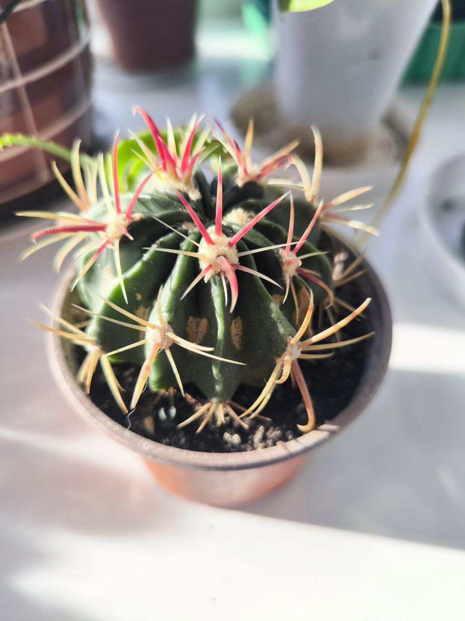 Ферокактус