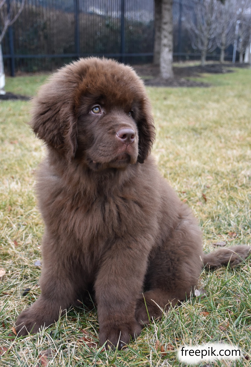 Ньюфаундленд