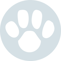 Австралийская короткохвостая пастушья собака