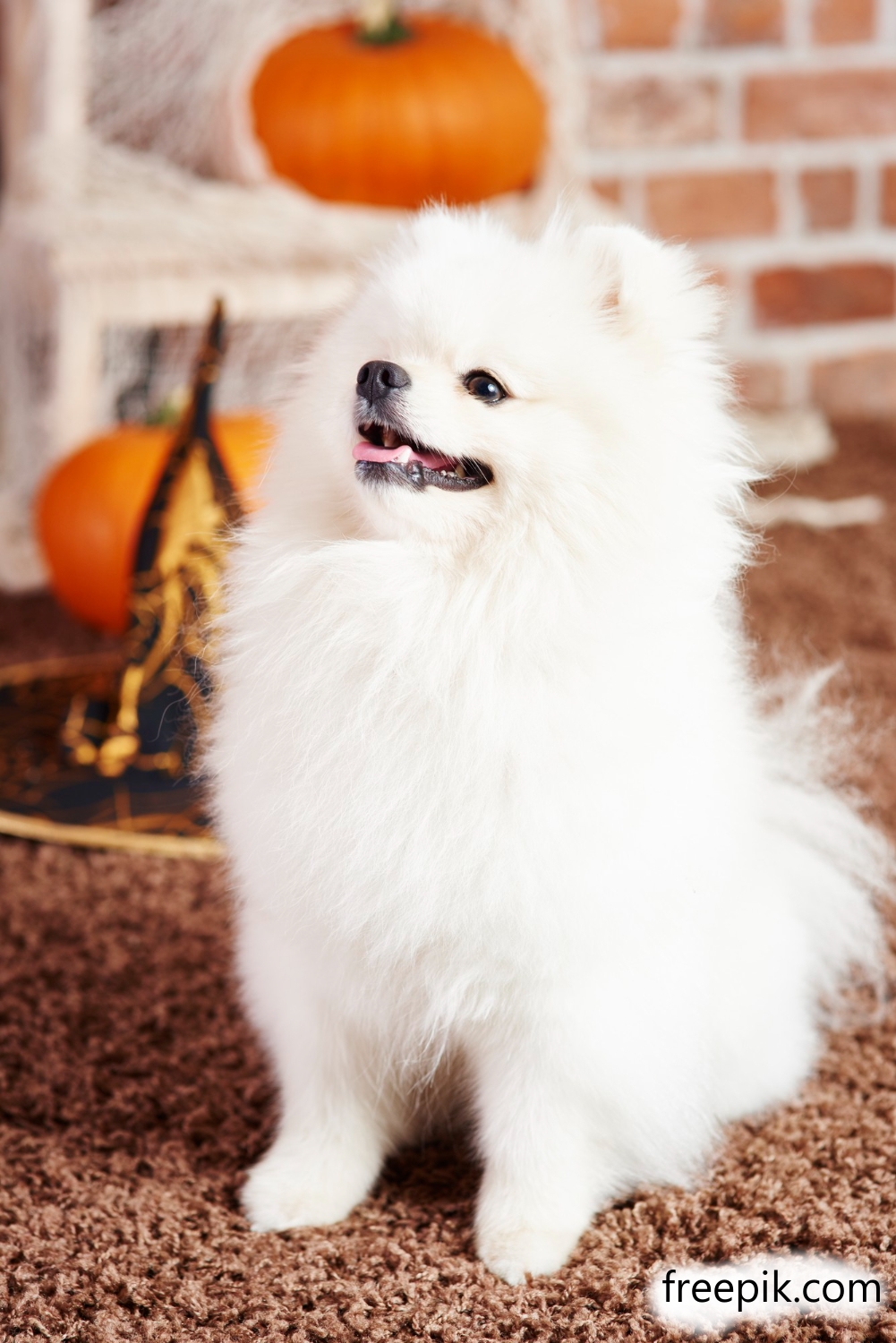 Померанский шпиц