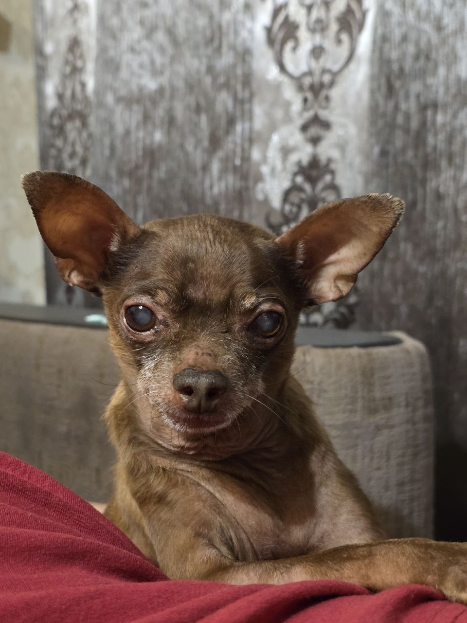 Русский той