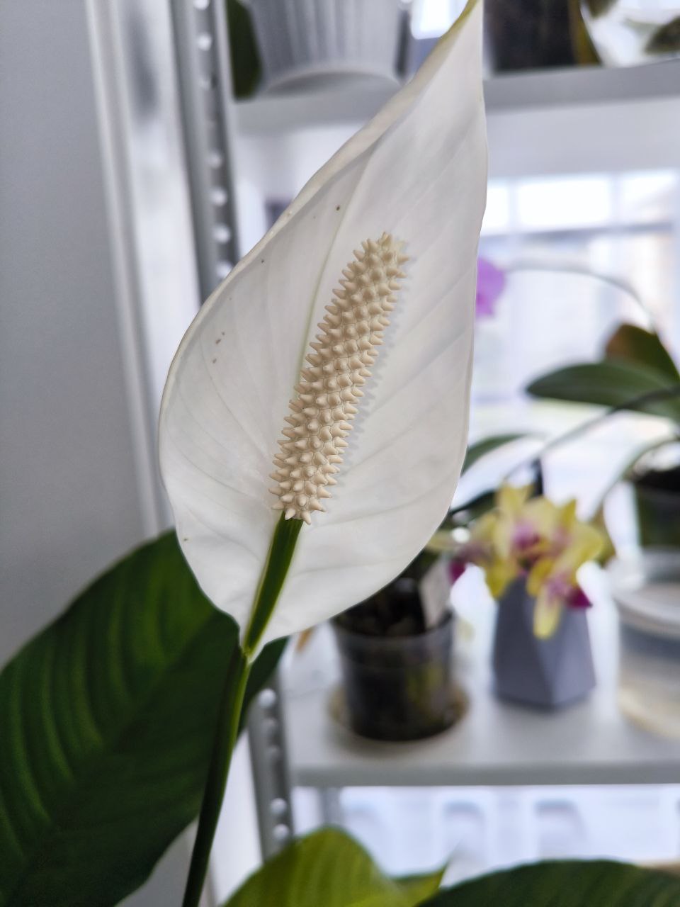 Спатифиллум