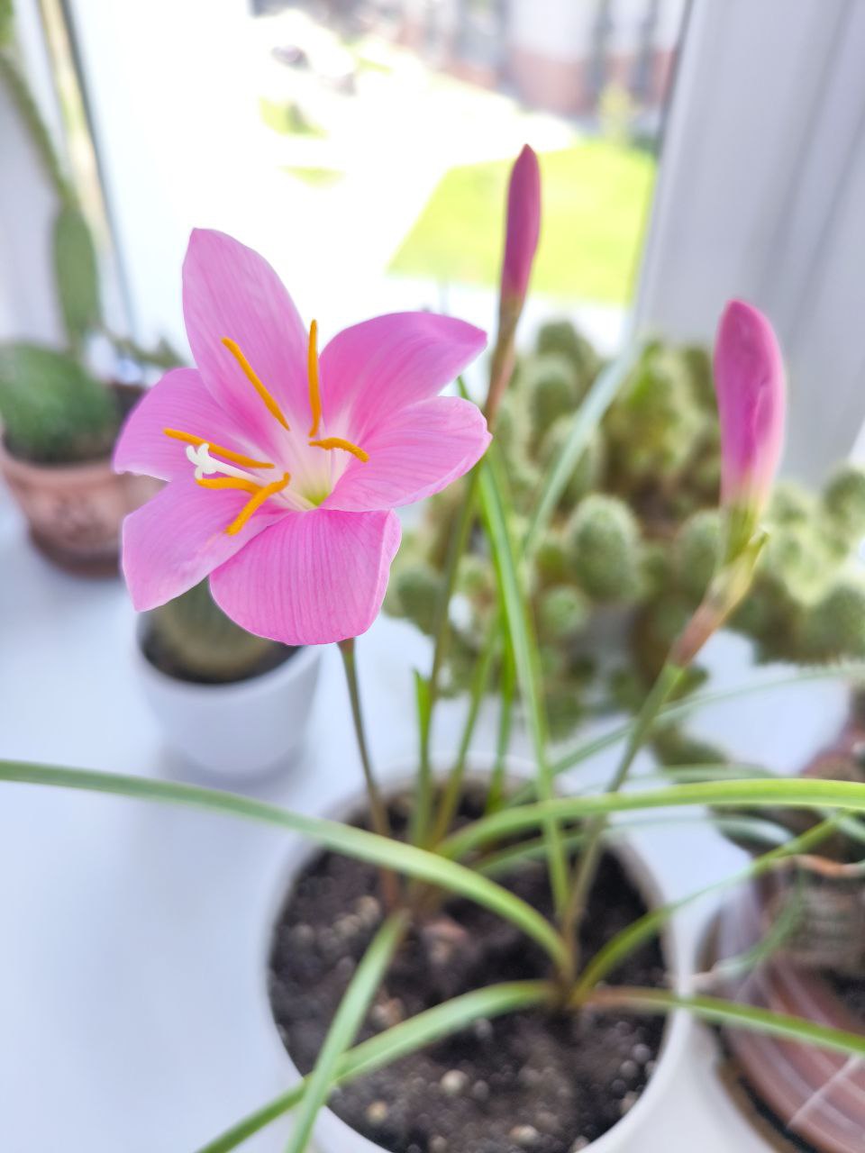 Зефирантес